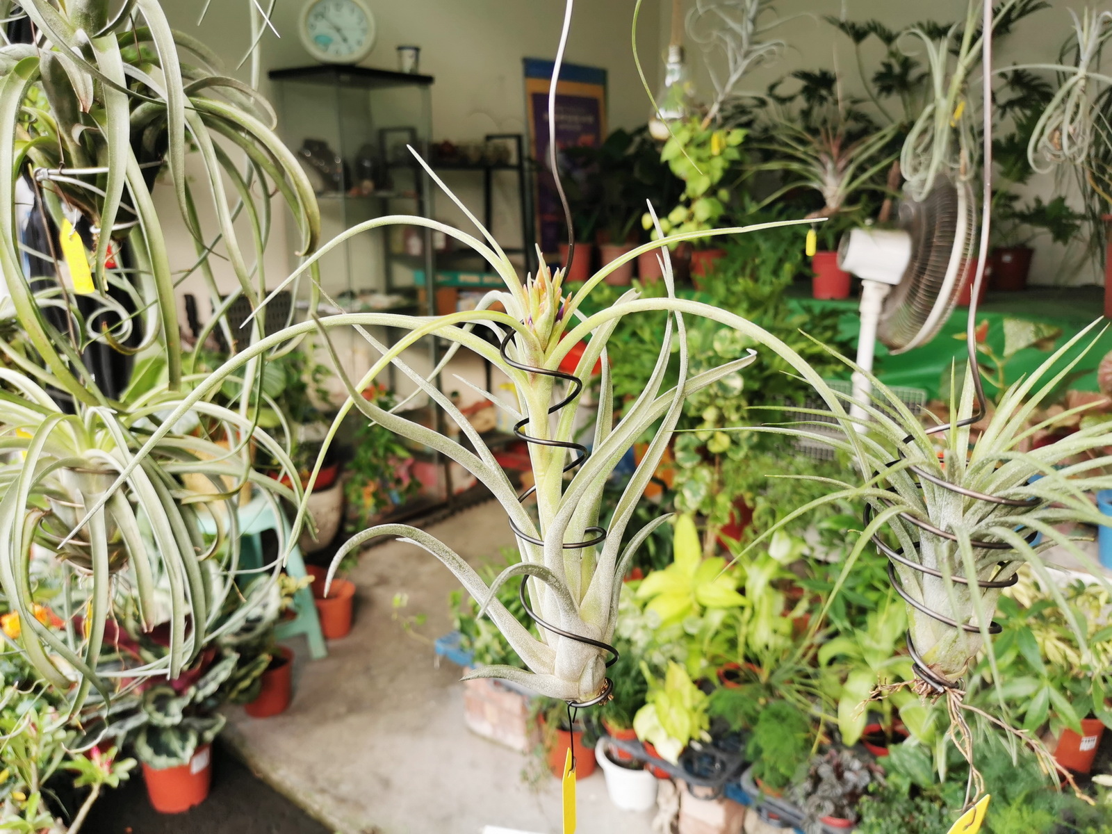 國泰台糖花市 必買